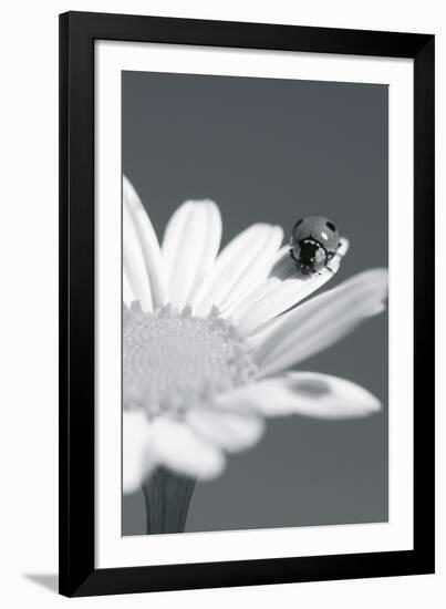 Wild Insects II-The Chelsea Collection-Framed Giclee Print