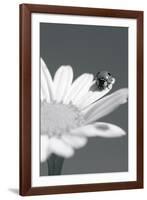 Wild Insects II-The Chelsea Collection-Framed Giclee Print