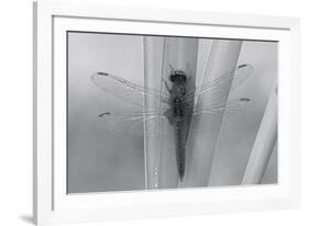 Wild Insects III-The Chelsea Collection-Framed Giclee Print