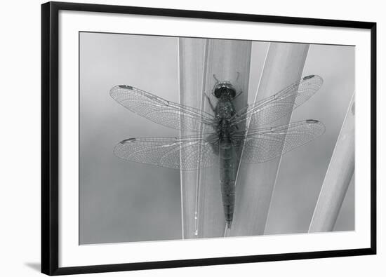 Wild Insects III-The Chelsea Collection-Framed Giclee Print