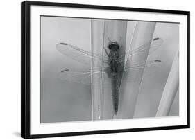 Wild Insects III-The Chelsea Collection-Framed Giclee Print