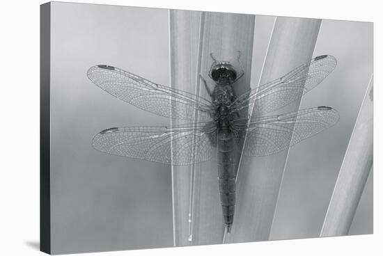 Wild Insects III-The Chelsea Collection-Stretched Canvas