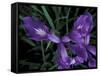 Wild Iris, Oregon Coast, USA-Michele Westmorland-Framed Stretched Canvas