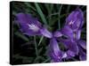 Wild Iris, Oregon Coast, USA-Michele Westmorland-Stretched Canvas