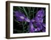 Wild Iris, Oregon Coast, USA-Michele Westmorland-Framed Photographic Print