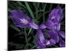 Wild Iris, Oregon Coast, USA-Michele Westmorland-Mounted Photographic Print