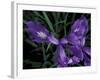 Wild Iris, Oregon Coast, USA-Michele Westmorland-Framed Photographic Print