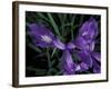 Wild Iris, Oregon Coast, USA-Michele Westmorland-Framed Photographic Print