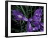 Wild Iris, Oregon Coast, USA-Michele Westmorland-Framed Photographic Print