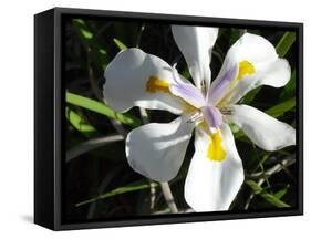 Wild Iris-Audrey-Framed Stretched Canvas