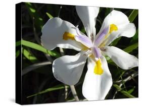 Wild Iris-Audrey-Stretched Canvas