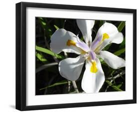 Wild Iris-Audrey-Framed Giclee Print