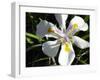 Wild Iris-Audrey-Framed Giclee Print