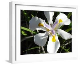 Wild Iris-Audrey-Framed Giclee Print