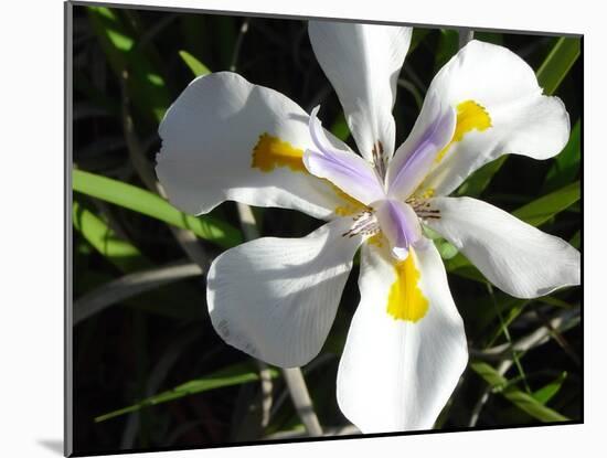 Wild Iris-Audrey-Mounted Giclee Print