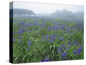 Wild Irises-null-Stretched Canvas