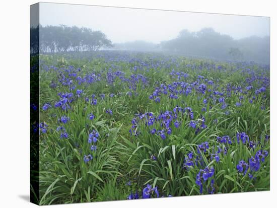 Wild Irises-null-Stretched Canvas