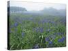 Wild Irises-null-Stretched Canvas