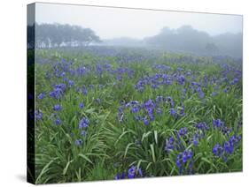 Wild Irises-null-Stretched Canvas