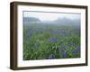 Wild Irises-null-Framed Photographic Print