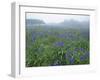 Wild Irises-null-Framed Photographic Print