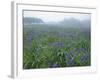 Wild Irises-null-Framed Photographic Print