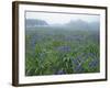 Wild Irises-null-Framed Photographic Print