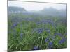 Wild Irises-null-Mounted Photographic Print