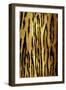 Wild IV-Ellie Roberts-Framed Art Print