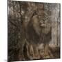 Wild Jungle 2-Sheldon Lewis-Mounted Art Print