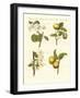 Wild Kinds of Fruits-null-Framed Giclee Print