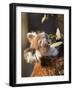 Wild Koala in Eucalyptus Tree, Great Ocean Road, Great Otway National Park, Victoria, Australia-Paul Souders-Framed Photographic Print