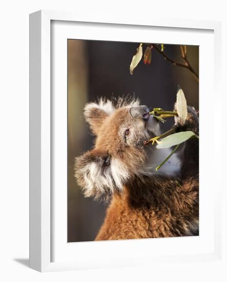 Wild Koala in Eucalyptus Tree, Great Ocean Road, Great Otway National Park, Victoria, Australia-Paul Souders-Framed Photographic Print