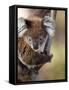 Wild Koala in Eucalyptus Tree, Great Ocean Road, Great Otway National Park, Victoria, Australia-Paul Souders-Framed Stretched Canvas