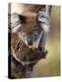 Wild Koala in Eucalyptus Tree, Great Ocean Road, Great Otway National Park, Victoria, Australia-Paul Souders-Stretched Canvas