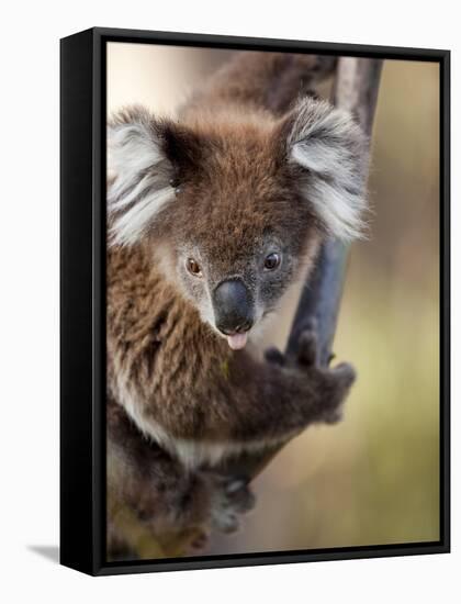 Wild Koala in Eucalyptus Tree, Great Ocean Road, Great Otway National Park, Victoria, Australia-Paul Souders-Framed Stretched Canvas