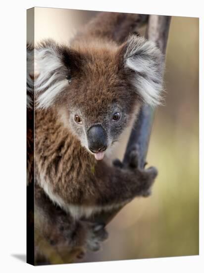 Wild Koala in Eucalyptus Tree, Great Ocean Road, Great Otway National Park, Victoria, Australia-Paul Souders-Stretched Canvas
