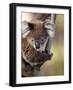 Wild Koala in Eucalyptus Tree, Great Ocean Road, Great Otway National Park, Victoria, Australia-Paul Souders-Framed Photographic Print