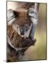 Wild Koala in Eucalyptus Tree, Great Ocean Road, Great Otway National Park, Victoria, Australia-Paul Souders-Mounted Photographic Print