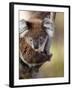 Wild Koala in Eucalyptus Tree, Great Ocean Road, Great Otway National Park, Victoria, Australia-Paul Souders-Framed Photographic Print