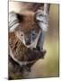 Wild Koala in Eucalyptus Tree, Great Ocean Road, Great Otway National Park, Victoria, Australia-Paul Souders-Mounted Photographic Print