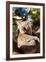 Wild Koala in the trees on Kangaroo Island. South Australia, Australia, Pacific-Andrew Michael-Framed Photographic Print