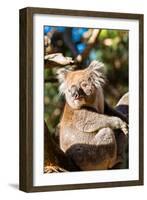 Wild Koala in the trees on Kangaroo Island. South Australia, Australia, Pacific-Andrew Michael-Framed Photographic Print