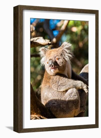 Wild Koala in the trees on Kangaroo Island. South Australia, Australia, Pacific-Andrew Michael-Framed Photographic Print
