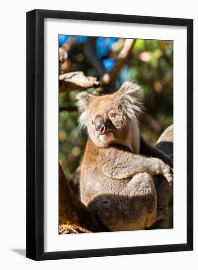 Wild Koala in the trees on Kangaroo Island. South Australia, Australia, Pacific-Andrew Michael-Framed Photographic Print