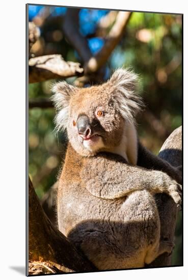 Wild Koala in the trees on Kangaroo Island. South Australia, Australia, Pacific-Andrew Michael-Mounted Photographic Print