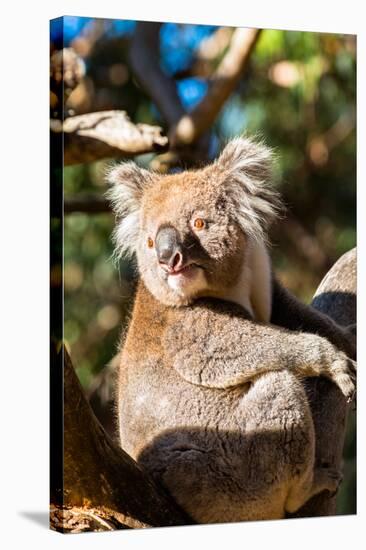 Wild Koala in the trees on Kangaroo Island. South Australia, Australia, Pacific-Andrew Michael-Stretched Canvas