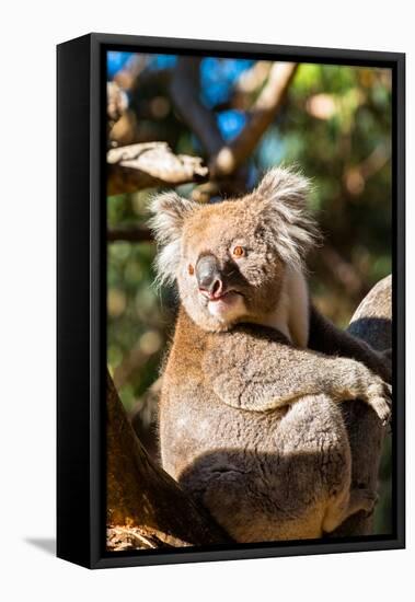 Wild Koala in the trees on Kangaroo Island. South Australia, Australia, Pacific-Andrew Michael-Framed Stretched Canvas