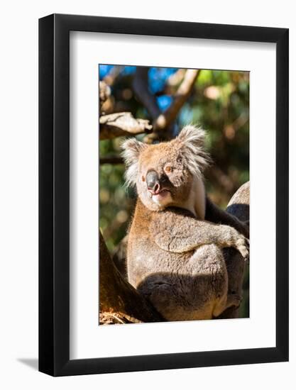 Wild Koala in the trees on Kangaroo Island. South Australia, Australia, Pacific-Andrew Michael-Framed Photographic Print