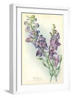 Wild Larkspur-null-Framed Art Print